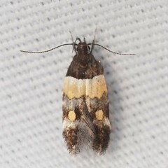 Triclonella determinatella