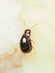 Aleocharinae