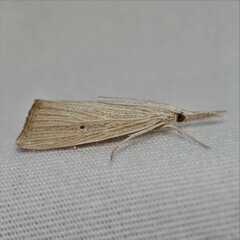 Eoreuma densellus