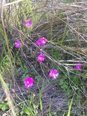 Oxalis arenaria