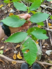 Fraxinus pennsylvanica
