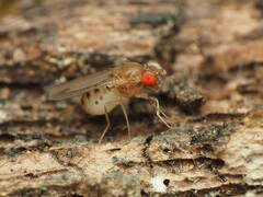 Hirtodrosophila duncani
