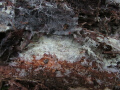 Tomentellopsis echinospora