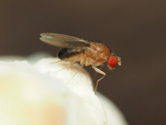 Hirtodrosophila duncani
