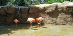 Phoenicopterus