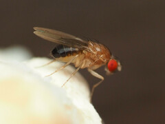Hirtodrosophila duncani