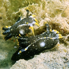 Polycera hedgpethi