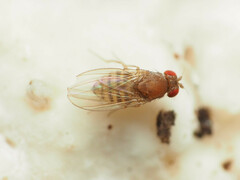 Hirtodrosophila duncani