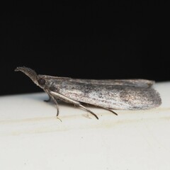 Peoria longipalpella