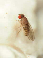 Hirtodrosophila duncani