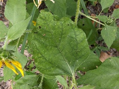 Helianthus annuus
