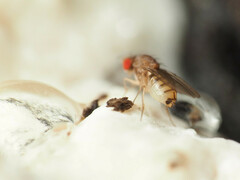 Hirtodrosophila duncani