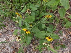 Helianthus annuus
