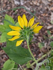 Helianthus annuus