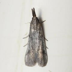 Peoria longipalpella