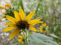Helianthus annuus