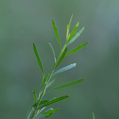 Baccharis neglecta