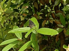 Papilio clytia