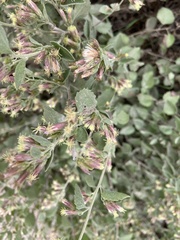 Brickellia californica