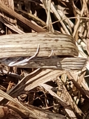 Culladia cuneiferellus