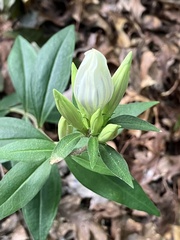 Gentiana decora