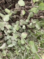 Brickellia californica