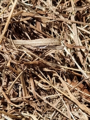 Culladia cuneiferellus