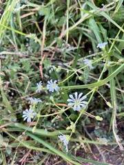 Stellaria chilensis