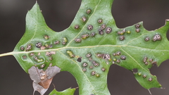 Melikaiella ostensackeni