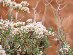 Eriogonum microtheca