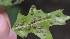 Melikaiella ostensackeni