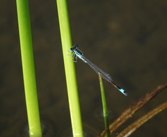 Ischnura elegans elegans