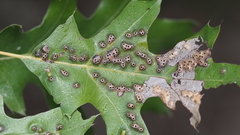 Melikaiella ostensackeni