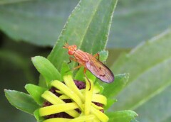 Tetanocera
