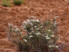 Eriogonum microtheca