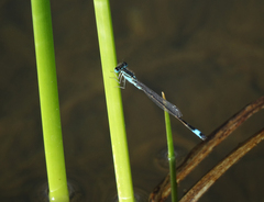 Ischnura elegans elegans