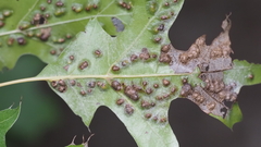 Melikaiella ostensackeni