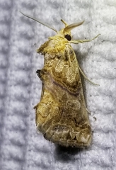 Plusiodonta compressipalpis