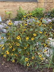 Rudbeckia
