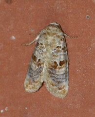 Diastema tigris