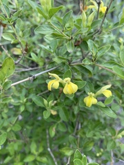 Holographis ehrenbergiana