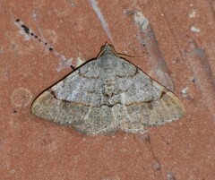 Frederickia flaviterminata