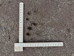 Aonyx capensis capensis