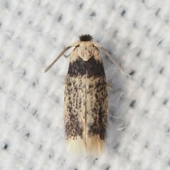 Stigmella macrocarpae