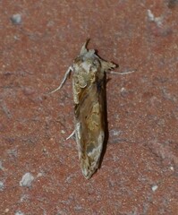 Plusiodonta compressipalpis