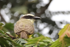 Megarynchus pitangua