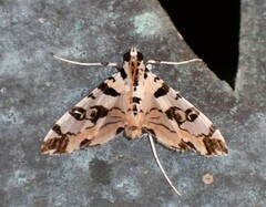 Conchylodes salamisalis