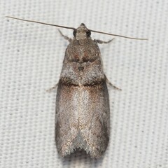 Acrobasis