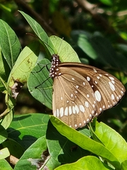 Euploea core corinna