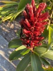 Costaceae